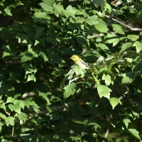 Black-throated Green Warbler at Lake Lynn, Raleigh NC