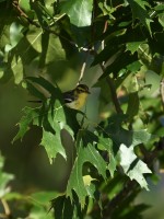 Blackburnian Warbler at Lake Lynn, Raleigh NC
