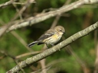 Yellow-rumped Warbler at Lake Lynn, Raleigh NC