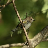 Yellow-rumped Warbler at Lake Lynn, Raleigh NC