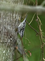 Black-and-white Warbler at Lake Lynn, Raleigh NC