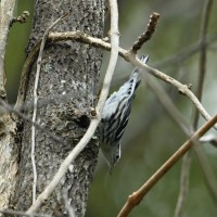 Black-and-white Warbler at Lake Lynn, Raleigh NC