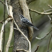Black-and-white Warbler at Lake Lynn, Raleigh NC
