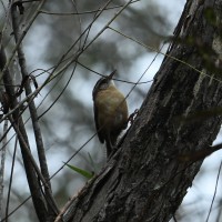 Carolina Wren at Lake Lynn, Raleigh NC