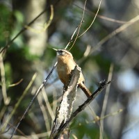 Carolina Wren at Lake Lynn, Raleigh NC