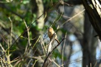 Carolina Wren at Lake Lynn, Raleigh NC