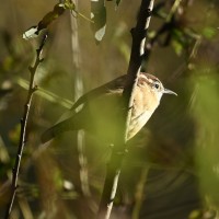 Carolina Wren at Lake Lynn, Raleigh NC