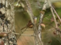 Carolina Wren at Lake Lynn, Raleigh NC