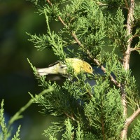 Cape May Warbler at Lake Lynn, Raleigh NC