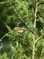 Cape May Warbler at Lake Lynn, Raleigh NC