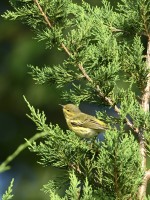 Cape May Warbler at Lake Lynn, Raleigh NC