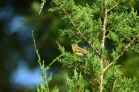 Cape May Warbler at Lake Lynn, Raleigh NC