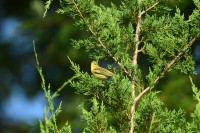 Cape May Warbler at Lake Lynn, Raleigh NC