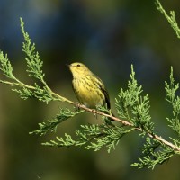 Cape May Warbler at Lake Lynn, Raleigh NC