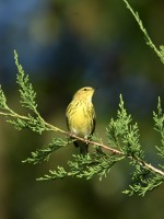 Cape May Warbler at Lake Lynn, Raleigh NC
