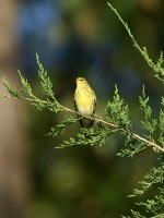 Cape May Warbler at Lake Lynn, Raleigh NC