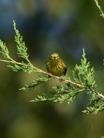 Cape May Warbler at Lake Lynn, Raleigh NC