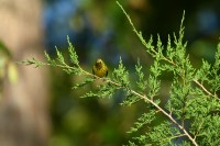 Cape May Warbler at Lake Lynn, Raleigh NC