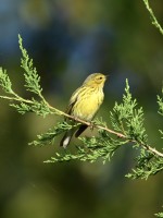 Cape May Warbler at Lake Lynn, Raleigh NC
