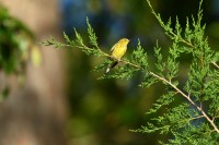 Cape May Warbler at Lake Lynn, Raleigh NC
