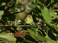 Cape May Warbler at Lake Lynn, Raleigh NC