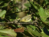 Cape May Warbler at Lake Lynn, Raleigh NC
