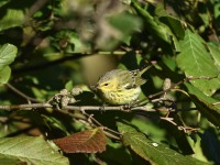 Cape May Warbler at Lake Lynn, Raleigh NC