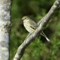 Cape May Warbler at Lake Lynn, Raleigh NC