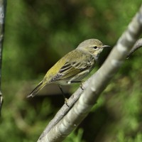 Cape May Warbler at Lake Lynn, Raleigh NC