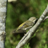 Cape May Warbler at Lake Lynn, Raleigh NC