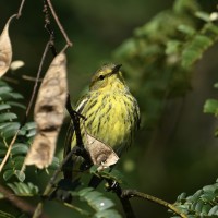 Cape May Warbler