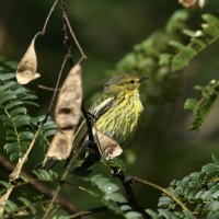 Cape May Warbler at Lake Lynn, Raleigh NC