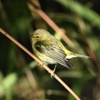 Cape May Warbler at Lake Lynn, Raleigh NC