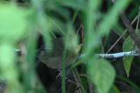 Common Yellowthroat at Lake Lynn, Raleigh NC