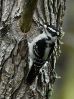 Downy Woodpecker at Lake Lynn, Raleigh NC
