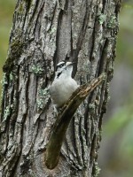 Downy Woodpecker at Lake Lynn, Raleigh NC