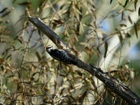 Downy Woodpecker at Lake Lynn, Raleigh NC