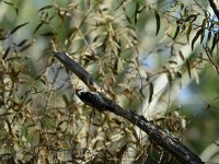 Downy Woodpecker at Lake Lynn, Raleigh NC