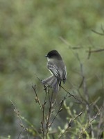 Eastern Phoebe at Lake Lynn, Raleigh NC