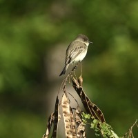 Eastern Phoebe at Lake Lynn, Raleigh NC