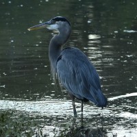 Great Blue Heron at Lake Lynn, Raleigh NC