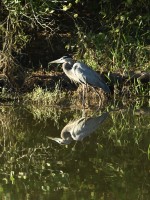 Great Blue Heron at Lake Lynn, Raleigh NC