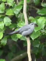 Gray Catbird at Lake Lynn, Raleigh NC