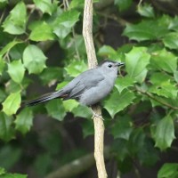 Gray Catbird at Lake Lynn, Raleigh NC