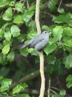 Gray Catbird at Lake Lynn, Raleigh NC