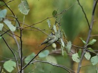Golden-crowned Kinglet at Lake Lynn, Raleigh NC