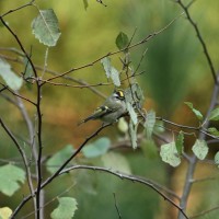 Golden-crowned Kinglet at Lake Lynn, Raleigh NC
