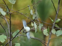Golden-crowned Kinglet at Lake Lynn, Raleigh NC