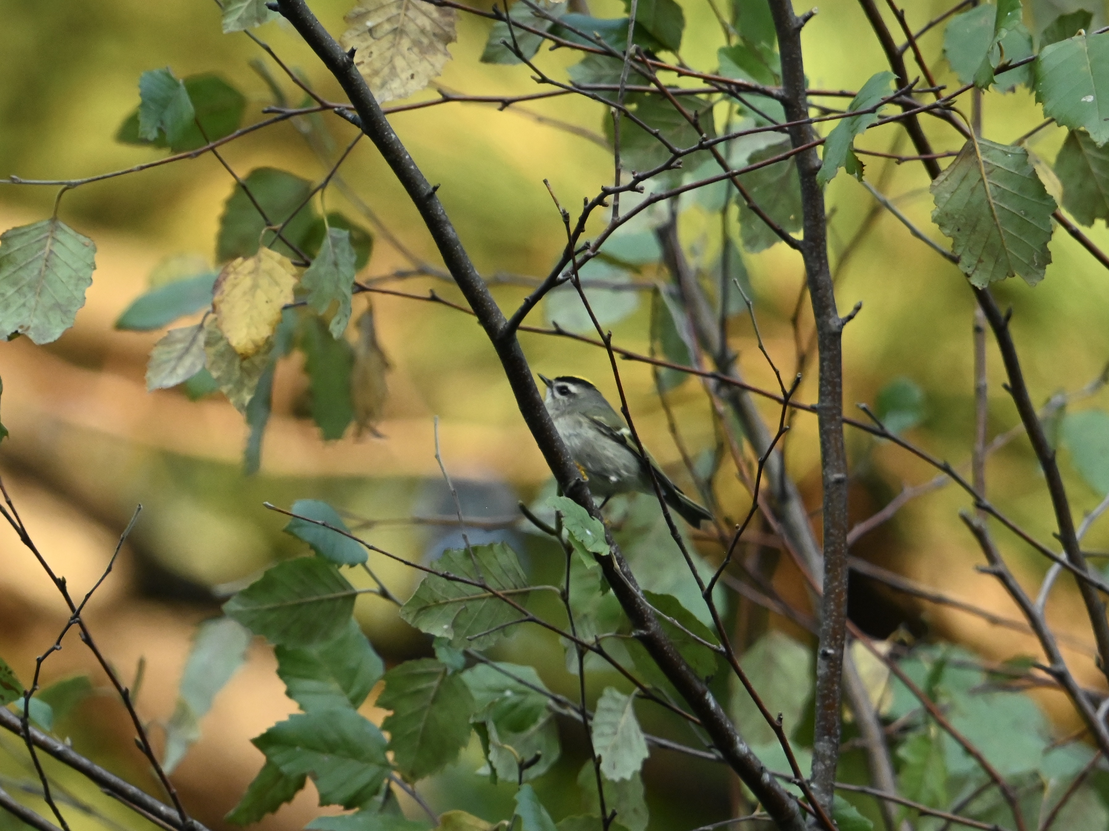 A Random Bird Photo