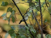 Golden-crowned Kinglet at Lake Lynn, Raleigh NC
